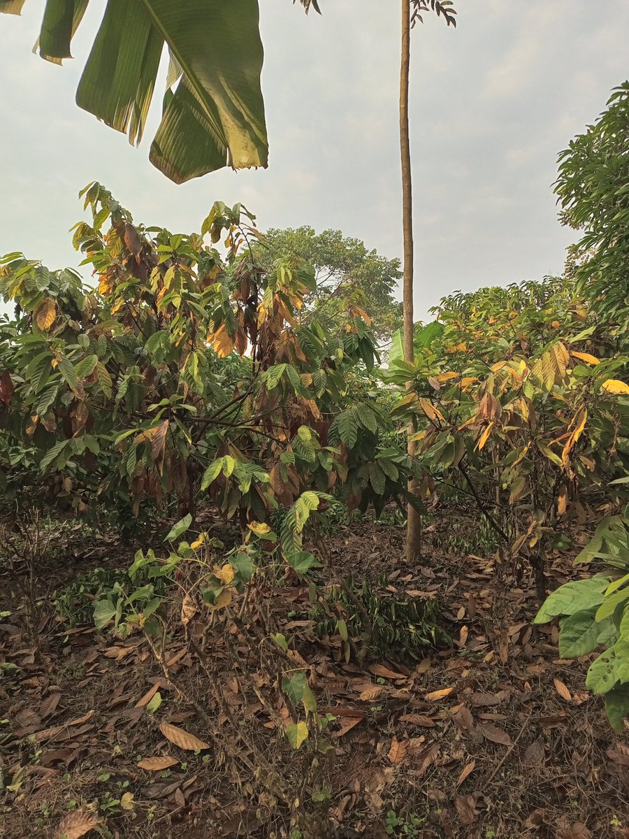 Kulikayo Farm tweet media