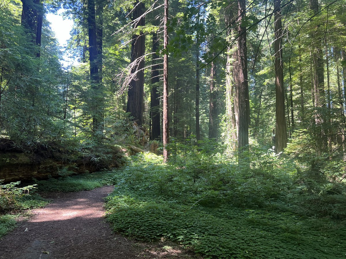 CoachGizers's tweet photo. Best part of moving back to the Bay Area was taking my pup out to the Redwood Forest ;-; a bit of a drive but totally worth seeing how happy he was to run around https://t.co/lKlPsamlMo