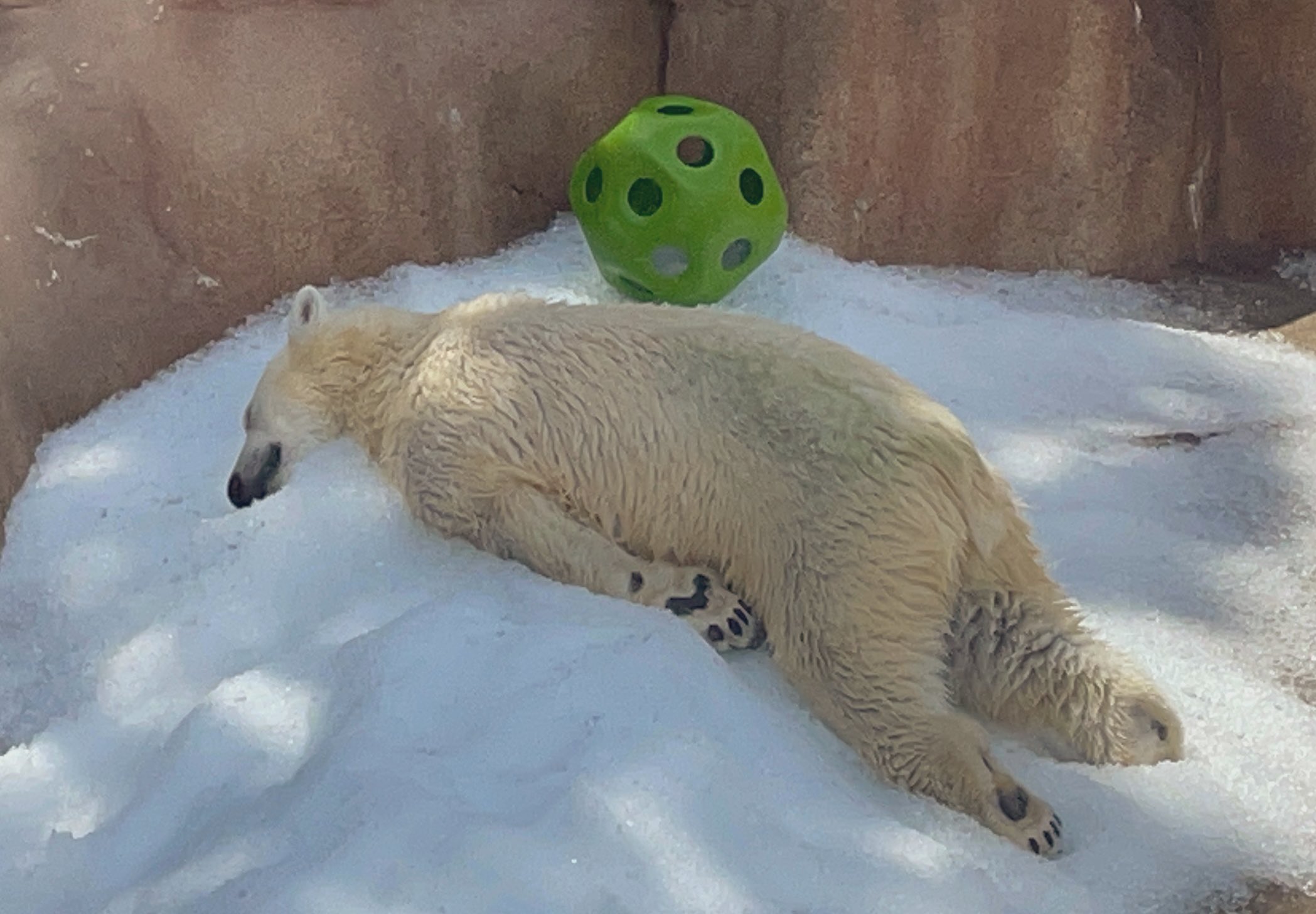 王子動物園的小夢躺倒在冰塊中。（圖／X：Miyukin_NYC）