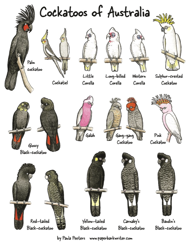 RTW_Aus's tweet photo. Have you met the @Paperbark_ Writer? 
Head to https://t.co/trJkvs4WkE to discover an Aussie nature writer &amp; artist using her skills to connect people with nature! 
Feat. regular nature journal
+ nature journaling classes
+prints, posters and books
+ stacks of free colouring pages https://t.co/CrYRCDPkaO