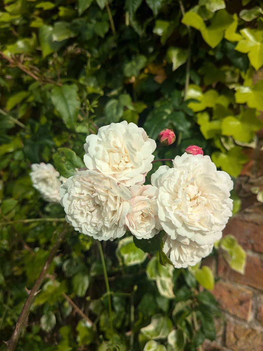 loujnicholls's tweet photo. Good morning Twitter 
We have a random unlabelled rose growing in the car park, I'd be grateful for suggestions 
More cool weather with heavy rain overnight 
I put the little fan heater on last night 
Have a great day https://t.co/YvRQcGcPBo