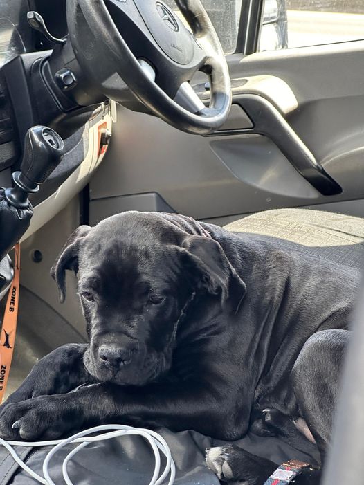 Mole Valley Beat (Surrey Police) (@molevalleybeat) on Twitter photo Roman was sad that his “dad” was using his handheld mobile phone whilst driving on the M25 to talk to his "mum".
Roman was happy #VanguardRST officers stopped his “dad” to keep him safe. TOR issued - 6 points, £200.
<a href="/SurreyRS/">Surrey RoadSafe</a> Roman was sad that his “dad” was using his handheld mobile phone whilst driving on the M25 to talk to his "mum".
Roman was happy #VanguardRST officers stopped his “dad” to keep him safe. TOR issued - 6 points, £200.
<a href="/SurreyRS/">Surrey RoadSafe</a>