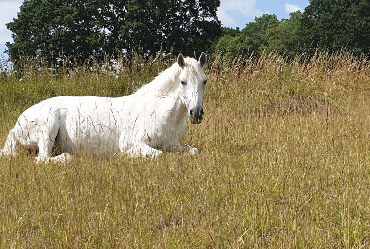 shetlandbook's tweet photo. Spot the #ShetlandPony 🐴
#ponyhour #ConnemaraPony ☘️
#MondayMorning #Friendhsip https://t.co/pSHcItAETa