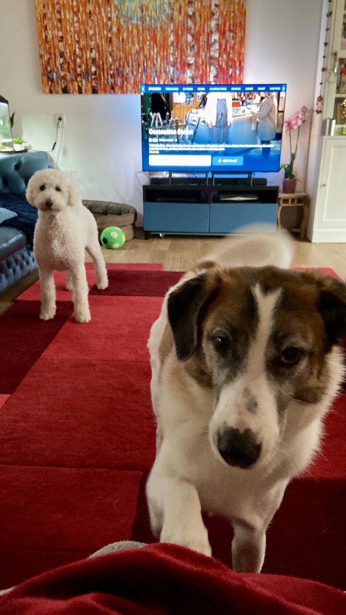 Rebecca Van Homan FCCT tweet media