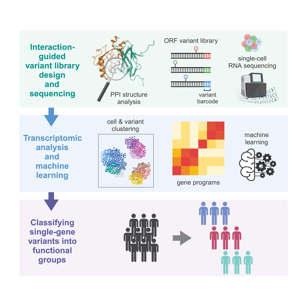 Munich Leukemia Laboratory (@leukaemielabor) on Twitter photo 📄Application of a Perturb-seq method (SEUSS), to generate mutations at protein interfaces of #RUNX1 and quantify their effect on activities of downstream cellular programs. scRNA-seq-based assay informs reclassification of VUS <a href="/CellReports/">Cell Reports</a> doi.org/10.1016/j.celr… 📄Application of a Perturb-seq method (SEUSS), to generate mutations at protein interfaces of #RUNX1 and quantify their effect on activities of downstream cellular programs. scRNA-seq-based assay informs reclassification of VUS <a href="/CellReports/">Cell Reports</a> doi.org/10.1016/j.celr…