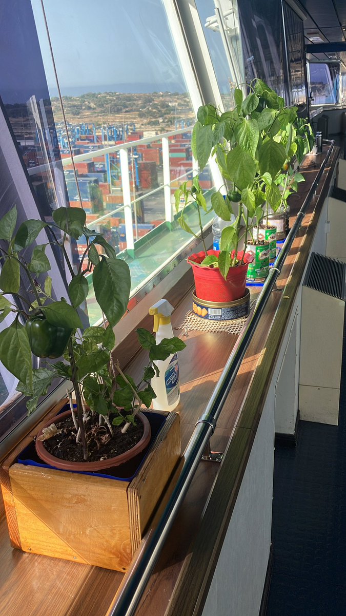 Garden on the bridge #pilotage #Marsaxlokk port