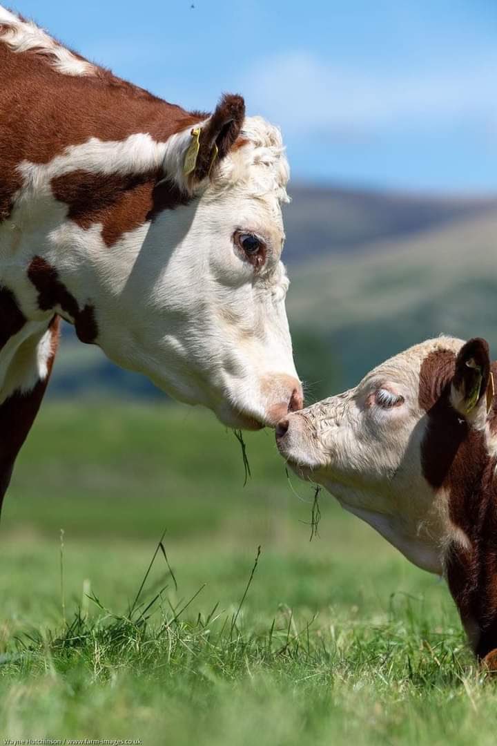 Rune Cows🐮 tweet media