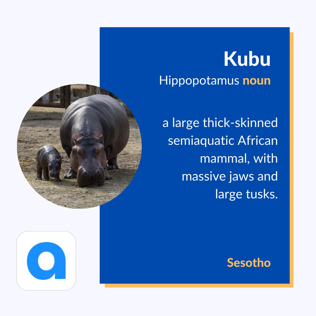 angula_app's tweet photo. πβ¨ Learn how to say "Hippo" in four amazing African languages! π
πΏπ¦ isiZulu: Imvubu
πΏπ¦ Xitsonga: Mpfuvu
π±πΈ Sesotho: Kubu
πΏπ¦ isiXhosa: Imvubu
#AfricanLanguages #LanguageLearning #AngulaApp https://t.co/Ag0fEbeQ3q
