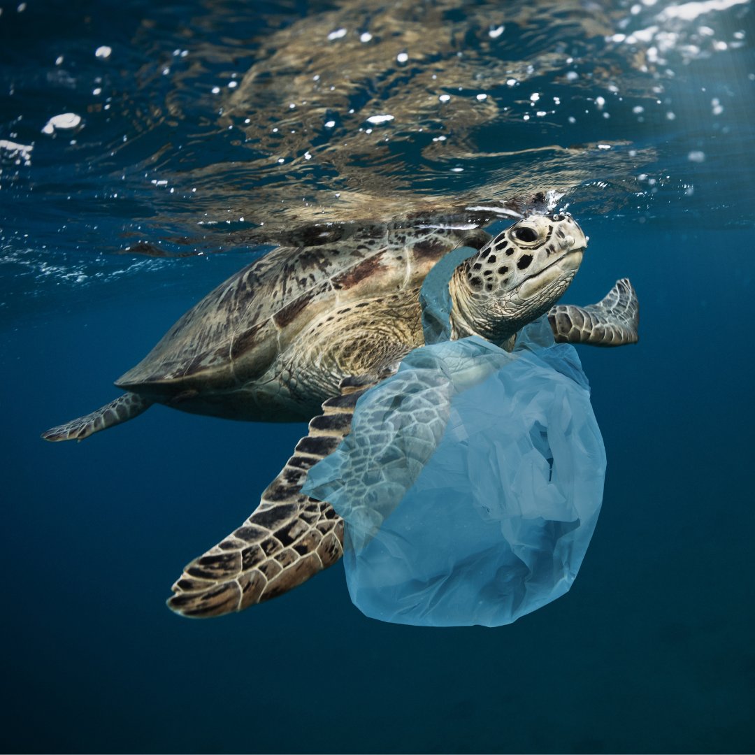 sustainme.in®️ tweet media