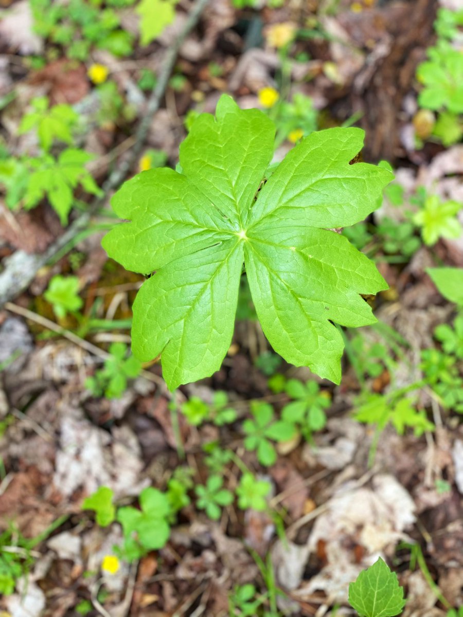 TealSeptember's tweet photo. #Mayapple #Plant #Plants #Outdoors #Nature #Spring #Summer #NaturePhotography #MyPlants2024 #mayapples #woods #forest https://t.co/W5LICnwBJt