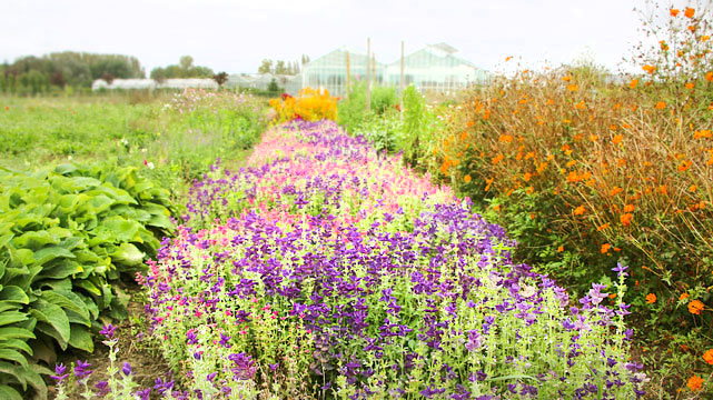 💐🌞 Op woensdag 31 juli 2024 vindt om 16u het Proefveldbezoek #Biobloemen plaats bij Viaverda te Destelbergen. Schrijf jij je ook in via 
viaverda.be/Agenda/ArtMID/…? Van harte welkom!