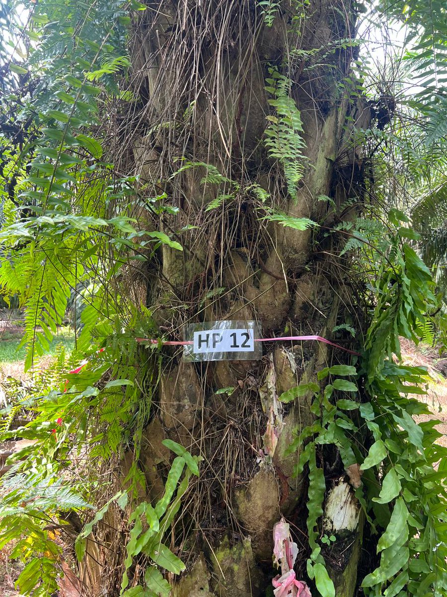 mistaaimanvevo's tweet photo. Collection day for yellow-pan traps &amp; sampling day for pitfall traps. 12 plots selesai hari ni!! 🐞🪲🐜🪳 #arthropods #entomology #yellowpantrap #pitfalltrap #passivesampling https://t.co/yEKtXNA1dd