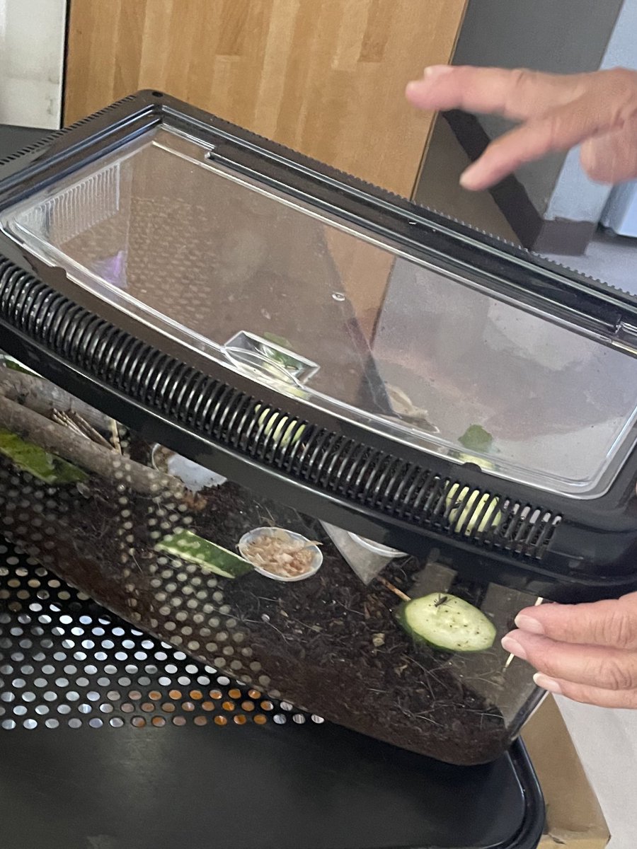 明日一緒に働いている方から
【りんりんちゃん】を譲ってもらう事になりました✨
りんりんちゃん、初めて飼うけど大丈夫かな？楽しみです😊❤️

#りんりんちゃん
#鈴虫
#りんりん
#楽しみ
#お盆頃鳴くようです
#オカメインコ