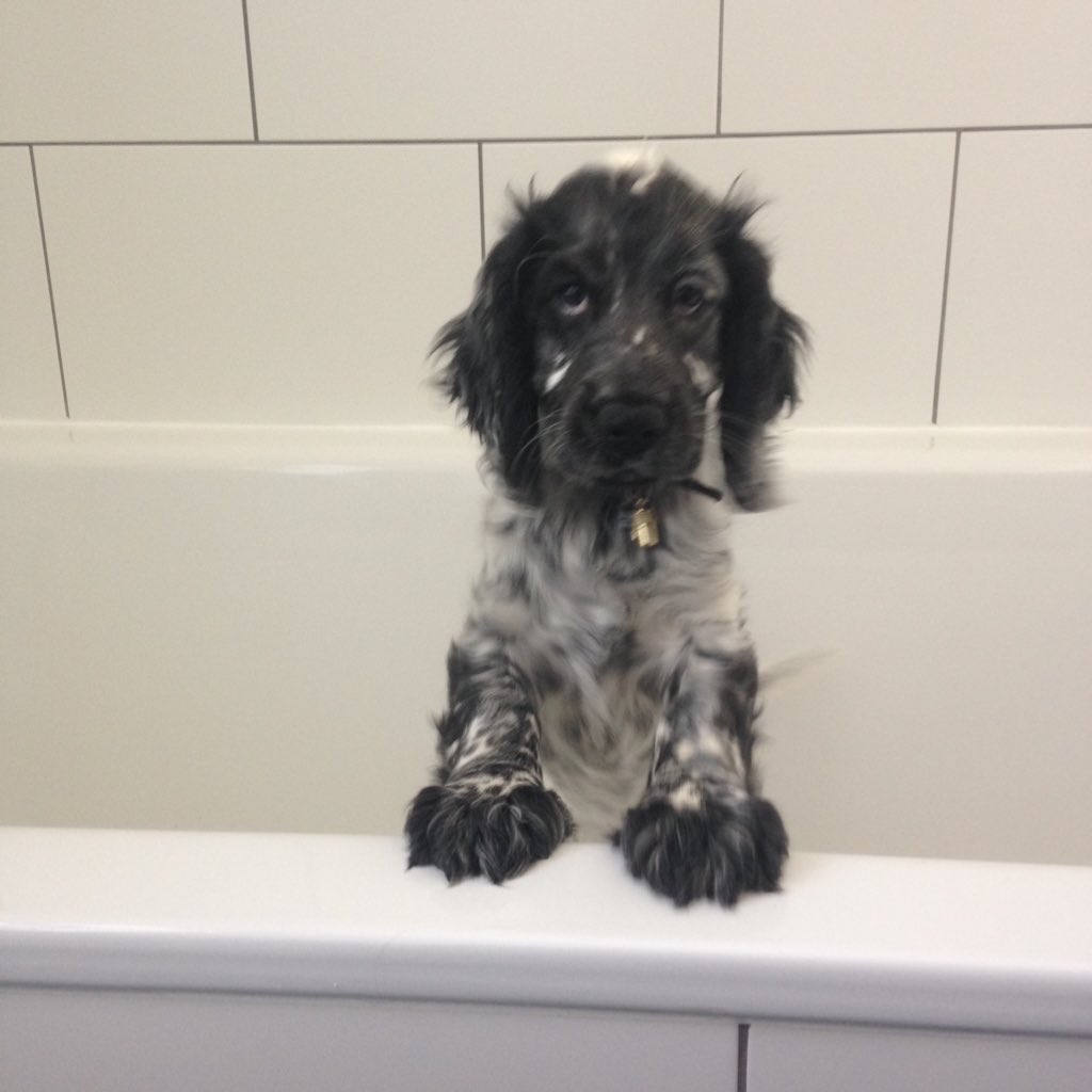 HD Puppy tweet media