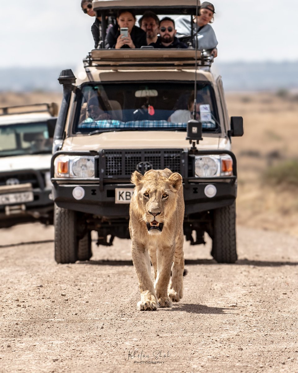 BushAndEvents's tweet photo. Swap your screens for nature's wonders! 🌿🦁 Bring your loved ones for an unforgettable weekend safari at Nairobi National Park. Experience diverse wildlife, stunning landscapes, and create lasting memories. #NairobiNationalPark #WeekendSafari #NatureAdventure
📸Khelan shah https://t.co/ECgv3p6F9n
