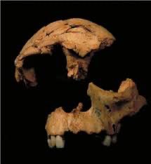 FUNDACION ATAPUERCA tweet media