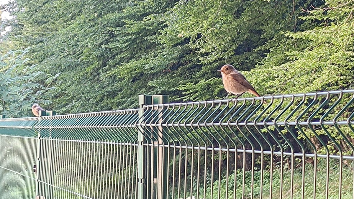 Renard Alpin tweet media