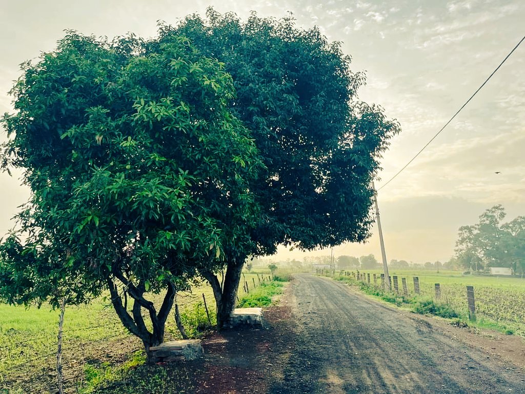 GaonSmart's tweet photo. बारिश के बाद गाँव ने ओढ़ी हरियाली की चादर 
#SmartGaonPadariyaThoban 
#ग्रामीण_पर्यटन 🇮🇳
@narendramodi @CMMadhyaPradesh @prahladspatel @dharmendra_st @MPTourism @tourismgoi @CollectorDamoh @rajnishbajpai3 @satyendra81 @GaonConnection @narendradamoh @anujbajpaidamoh https://t.co/cI2xsDCx7H