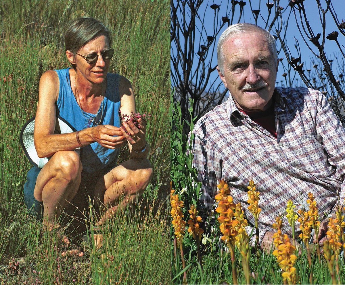 PhytoKeys's tweet image. Exploring the legacy of E. G. H. Oliver and I. M. Oliver, this paper delves into the historical and systematic evolution of the Erica megagenus, highlighting their contributions to the #taxonomy and nomenclature of over 851 species.

🔗 doi.org/10.3897/phytok…

#Ericoideae