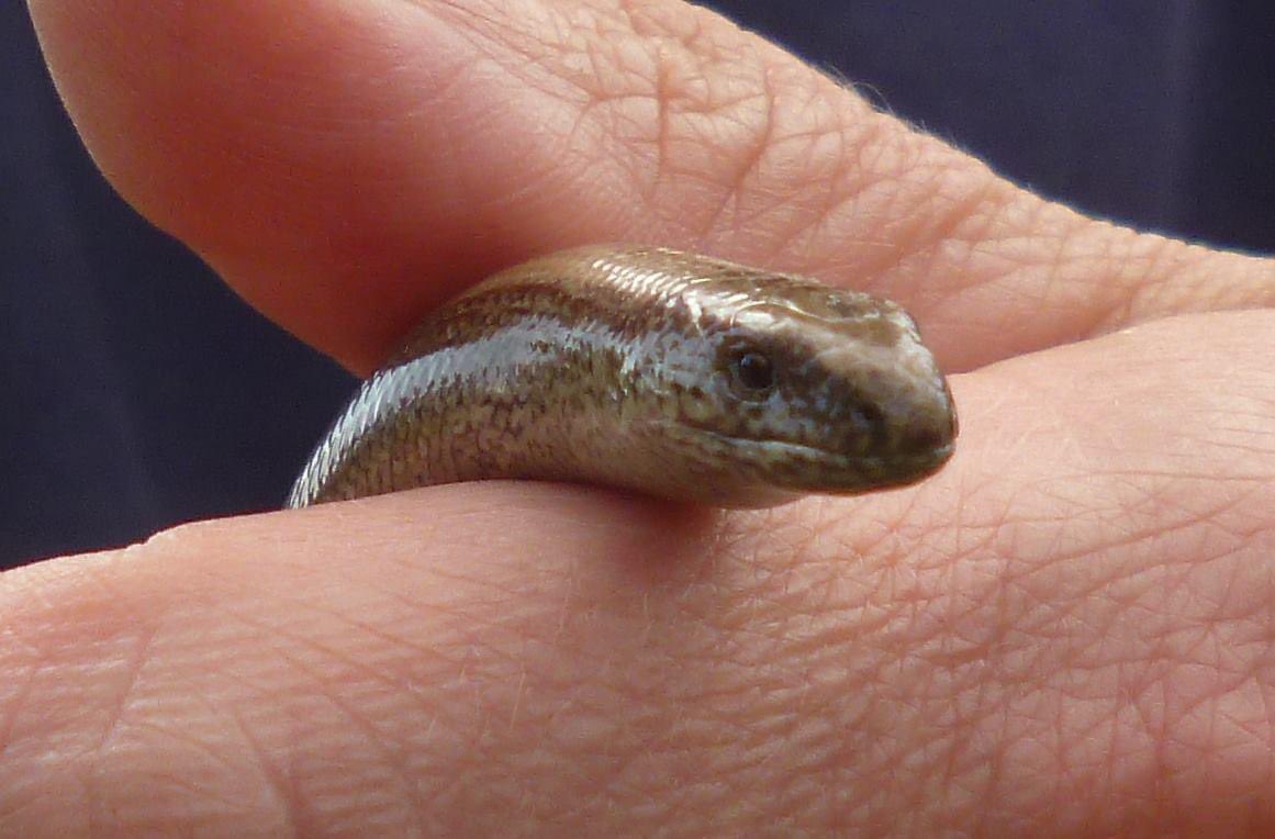 These photos of my friend The Slow Worm cropped up in my Facebook Memories!! Met him when volunteering with <a href="/MontWildlife/">Montgomeryshire WT</a> 9 yrs ago at Pwll Penarth…He was a lovely type of lizard. 🥰