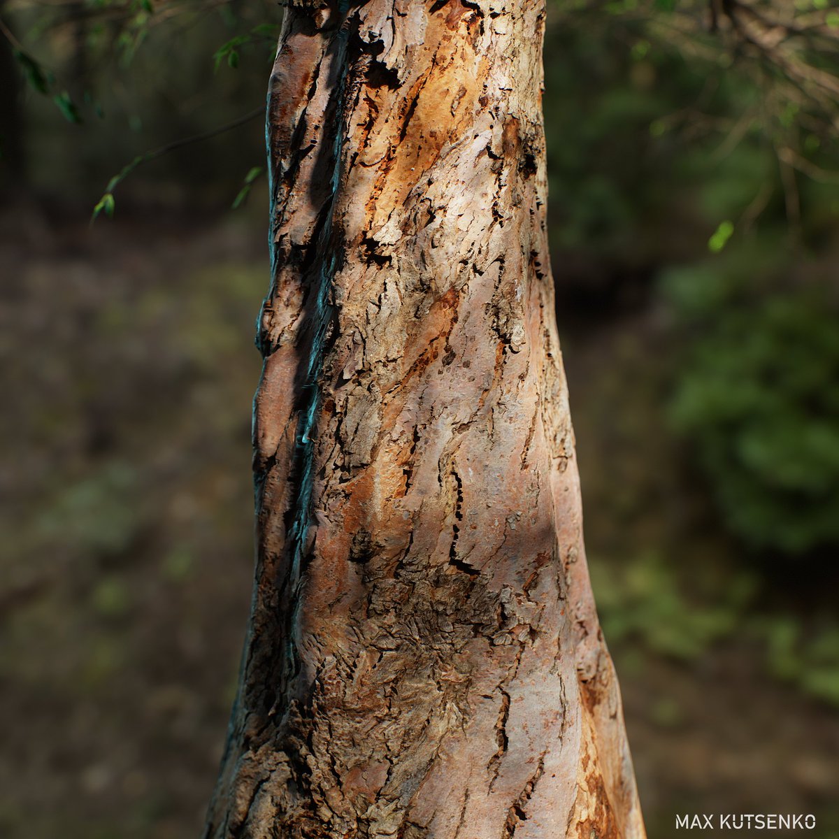max_kutsenko's tweet photo. Eucalyptus bark scan  via @artstationhq https://t.co/YknSB1ULAU 

processed in @RealityCapture_  texture tweaking in @Substance3D 

#gamedev #photogrammetry #scanning #rendering #cgartist https://t.co/XWkZhbhXB2