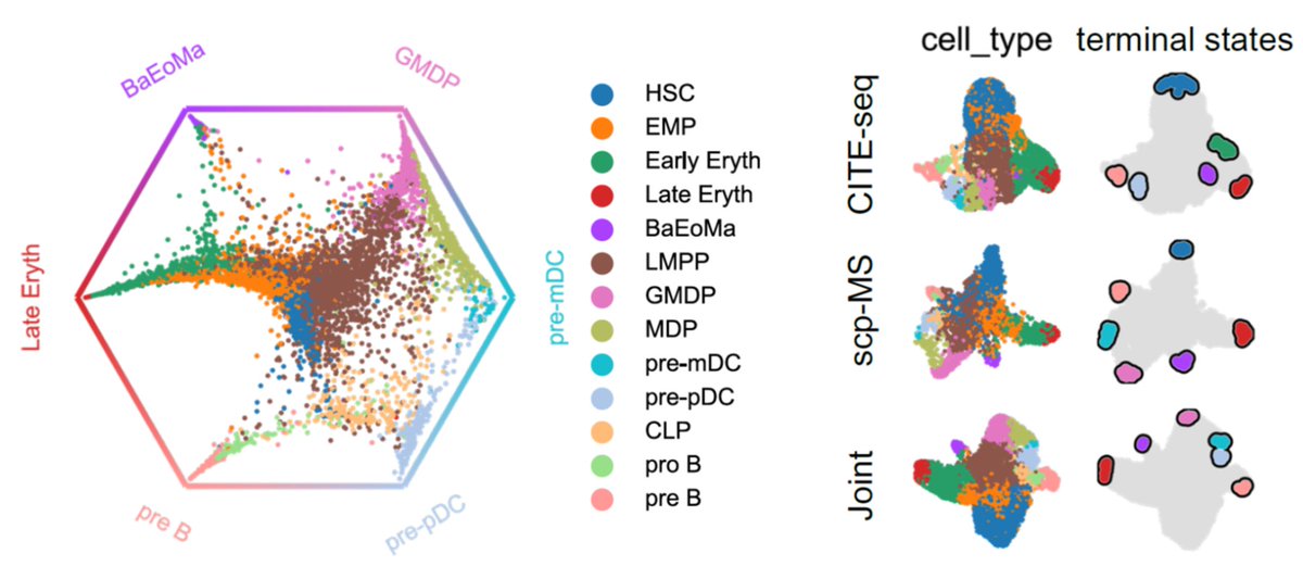 The gradual transitions of cell states led us to a trajectory analysis using CellRank. We found that the joint latent space is the superior input compared to CITE-seq or scp-MS data alone, indicating that the two modalities provide complementary information.