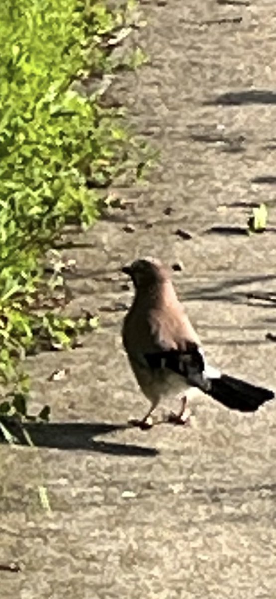 Kevin Curtis-allen tweet media