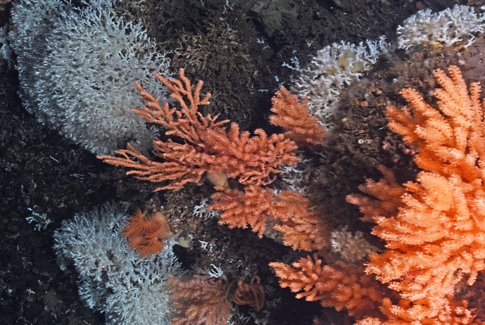 ICESmarine's tweet photo. 🌊Do you have knowledge of fisheries &amp; #EBM, biological diversity &amp; #VMEs in the Northeast Atlantic?🔬🐟‍⚖🧠
➡Join our Workshop on status of vulnerable marine ecosystems in the @NEAFCsec Regulatory Area for 5-year review
19-23 August 2024
⏳Register by 1 August ℹ info@ices.dk https://t.co/lwUo7ktn6t