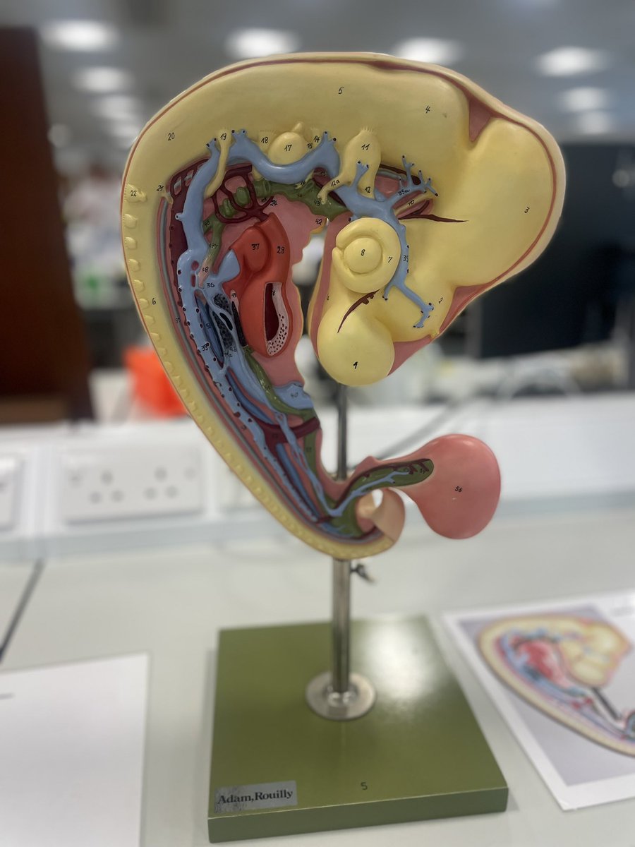 Ruth Williams tweet media