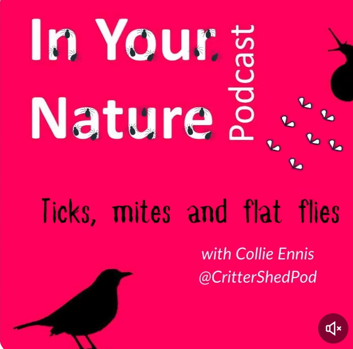 🚨🚨NEW EPISODE🚨🚨
Collie Joins Nial and Ricky from 'In your nature' podcast to discuss the bizarre and fascinating world of ticks, mites, and flat flies in the first of 2 cross-over episodes.
Itunes link below ⬇️ or wherever you get your podcasts. 🕷
podcasts.apple.com/ie/podcast/the…