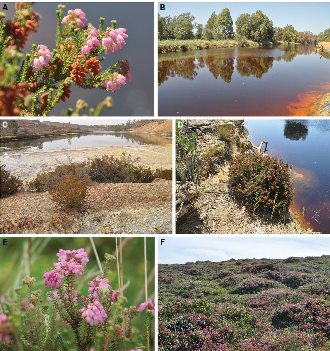 PhytoKeys's tweet image. This study confirms Erica andevalensis as a distinct species, with genetic and morphological evidence highlighting its adaptation to the metal-polluted soils of SW Iberian Peninsula, underscoring the importance of #conservation efforts.

🔗 doi.org/10.3897/phytok… 

#Ericaceae