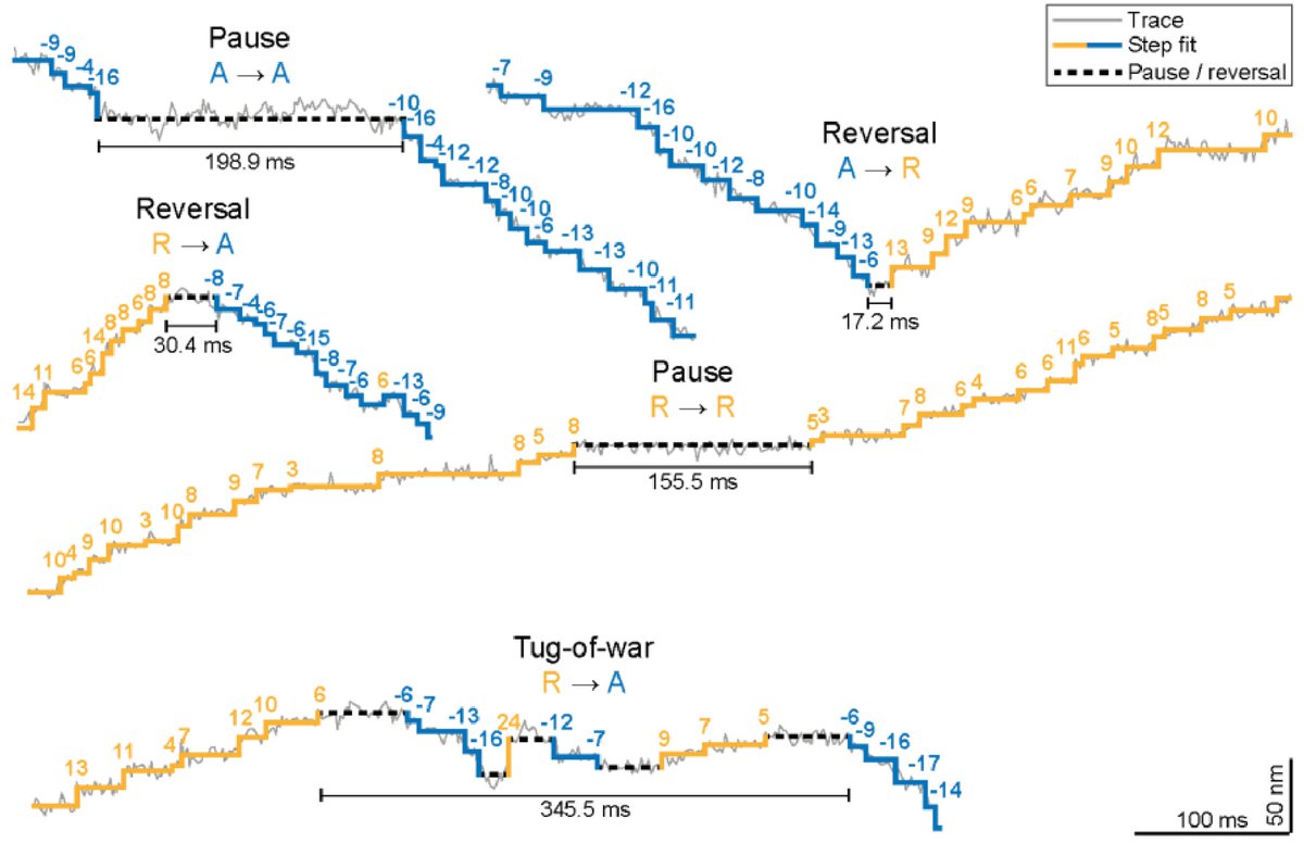 #MINFLUX directly tracks CRISPR/Cas9-tagged endogenous dynein with nm/ms precision in living primary neurons, including direction reversals occurring rapidly at the time scale of single steps.
Recent preprint by J.M. Schleske et al. 
biorxiv.org/content/10.110…