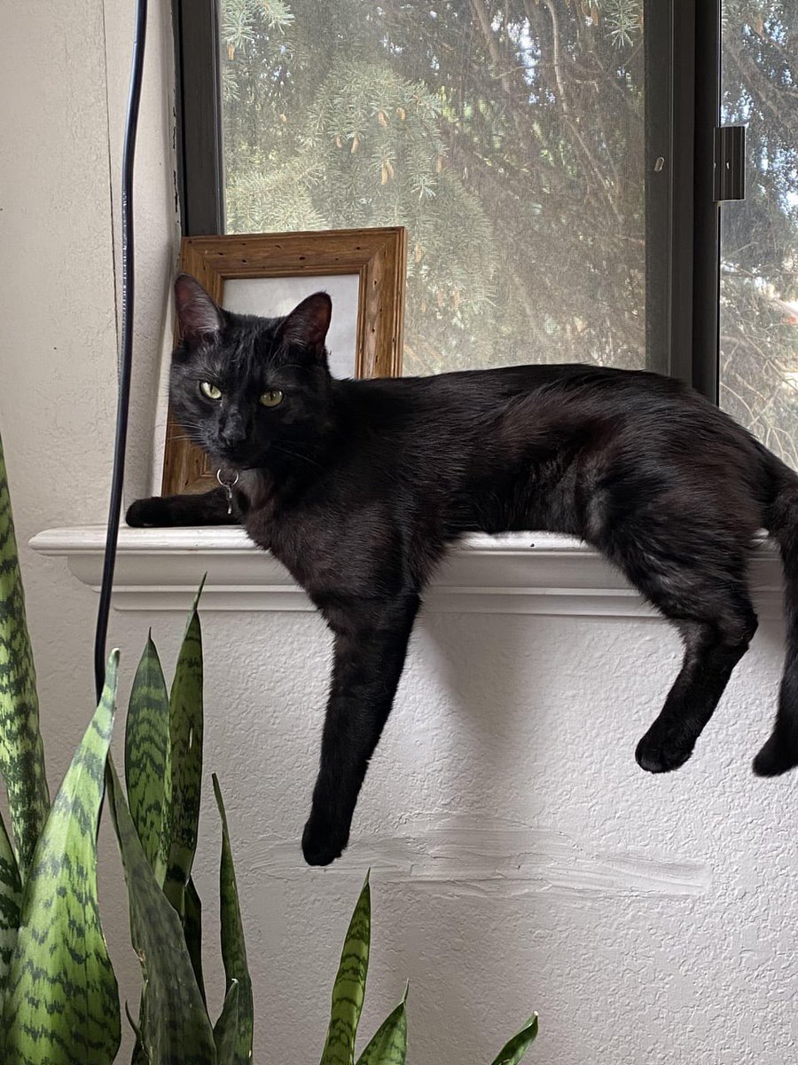 weirdlilguys's tweet image. should’ve named him crunchwrap supreme