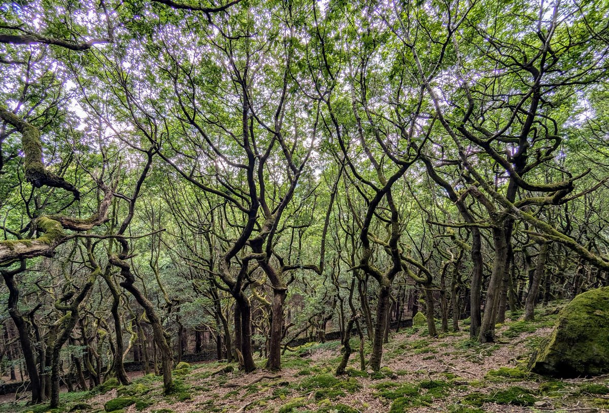 baslovia's tweet image. Bamford Moor circular walk today starting off in perfect blue sky conditions. I like the cloud shaped duck floating both above and in the water, in the first picture.