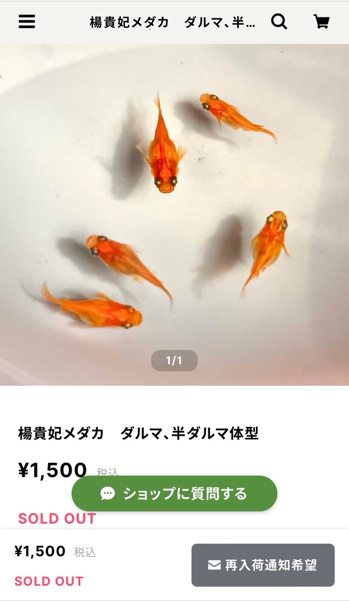 BambooMedaka's tweet photo. 楊貴妃ダルマ

お買い上げいただきありがとうございました😊

お客様のもとで元気に泳ぎ回ること楽しみにしています✨

#メダカ　#改良メダカ　#楊貴妃ダルマ https://t.co/CgXyq0pUja
