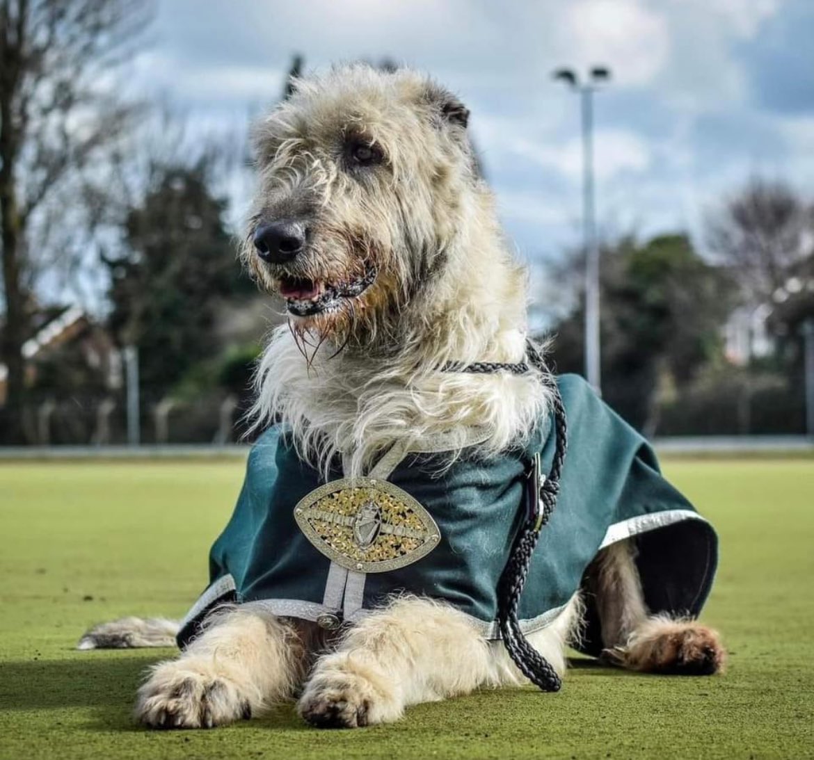 Irish Ranger (Sevvy) tweet media