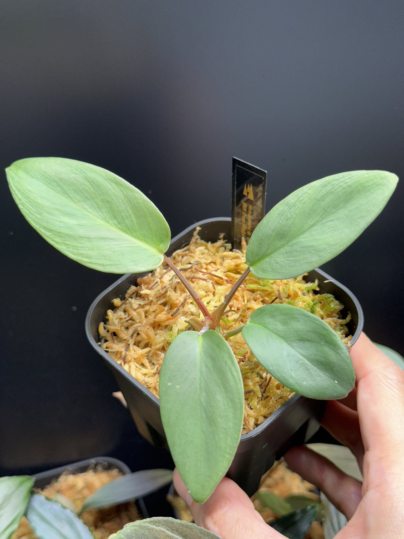 AZ便 Homalomena sp“銀甲冑” AZ0724-2otr - メルカリ