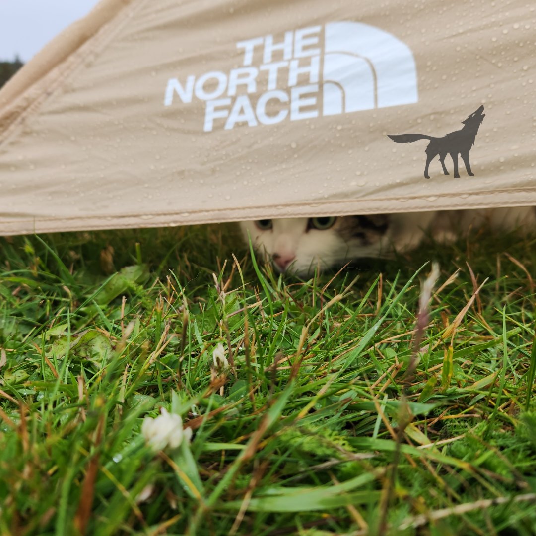 Pacers are allowed only in the 125 km race. Having a companion during the night can be a great option if you feel uncertain or need additional support. #ultrarunning #trailrunning #ultratrail #uthc #runlikeawolf