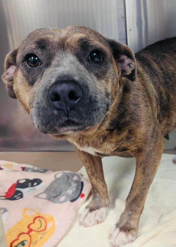 ꜱᴀᴠɪɴɢ ꜱʜᴇʟᴛᴇʀ ᴅᴏɢꜱ (@ash__almighty) on Twitter photo 😢 Surrendered for killing a rabbit
🆘 Bo Peep needs out! She’s a sweet
girl. She loves humans & other dogs!
Has not been tested w/cats.
📝 2y, 36# pocket pittie
📍 Greenville SC
☎️ 864-467-3952
@G4TXNYCpups <a href="/Dubs4Mutts/">🐶Amber & Belle🐾</a> <a href="/TomJumboGrumbo/">Keith Olbermann's Dogs</a> #rescueme #AdoptDontShop 😢 Surrendered for killing a rabbit
🆘 Bo Peep needs out! She’s a sweet
girl. She loves humans & other dogs!
Has not been tested w/cats.
📝 2y, 36# pocket pittie
📍 Greenville SC
☎️ 864-467-3952
@G4TXNYCpups <a href="/Dubs4Mutts/">🐶Amber & Belle🐾</a> <a href="/TomJumboGrumbo/">Keith Olbermann's Dogs</a> #rescueme #AdoptDontShop