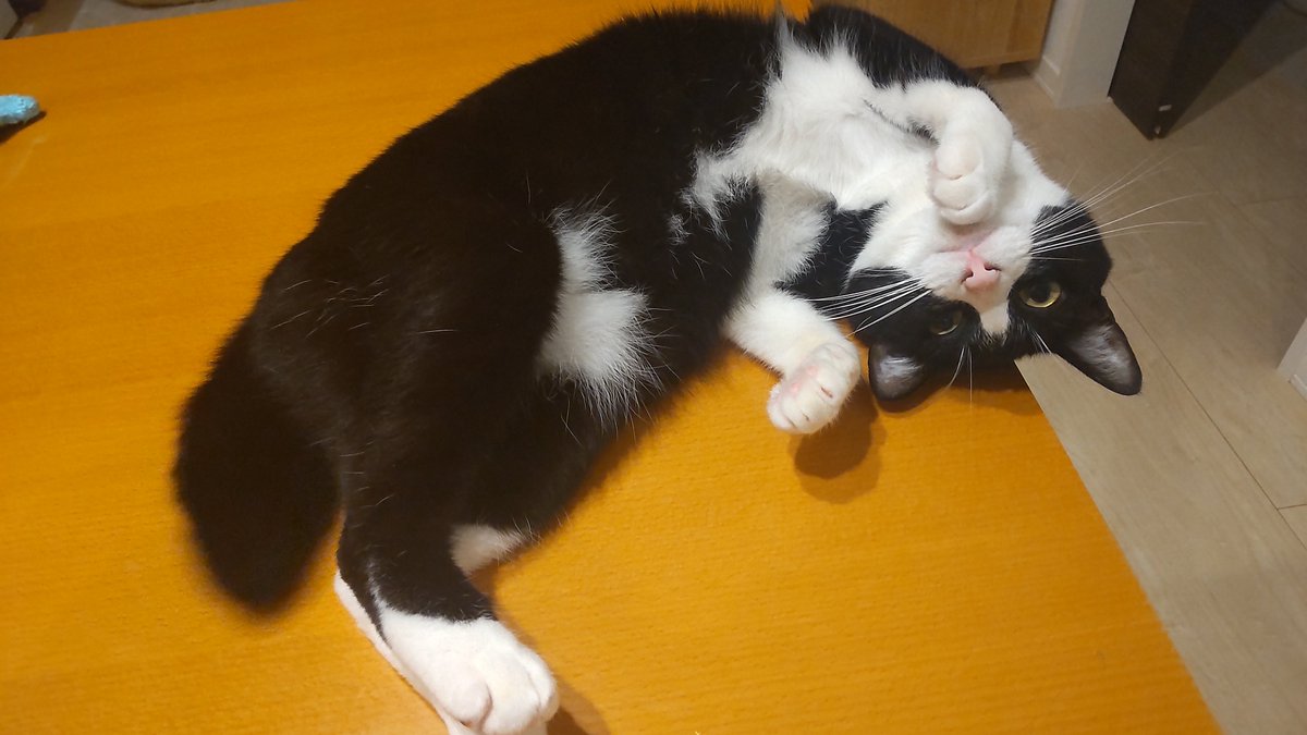 meemoru1's tweet photo. 猫飼いの皆様、教えてください。
帰宅後、ふくちゃんの耳の中に生キズを発見。
りくと激しくやりあった？
自分で激しく耳を掻いた？？
ふくちゃん自身は特に気にしていなくて余裕のへそ天なのだけど…これはどうしたのだろう🥺
明日仕事休んで病院に連れていくか迷っています。

#猫
#保護猫を家族に https://t.co/JDduGA9pQB