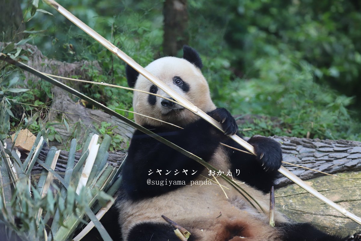 シャンシャン　パネル Hey! Say! JUMP 15th Anniversary LIVE TOUR 2022-2023 【山田涼介