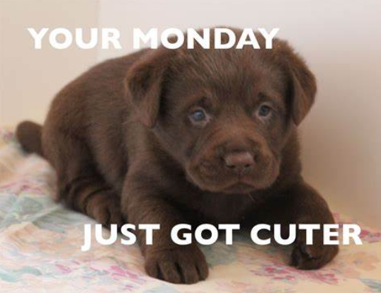 Happy Monday everybody <a href="/AnchorLaterLife/">Anchor</a> #MondayMotivaton #dementia #carehome #PuppyLovers