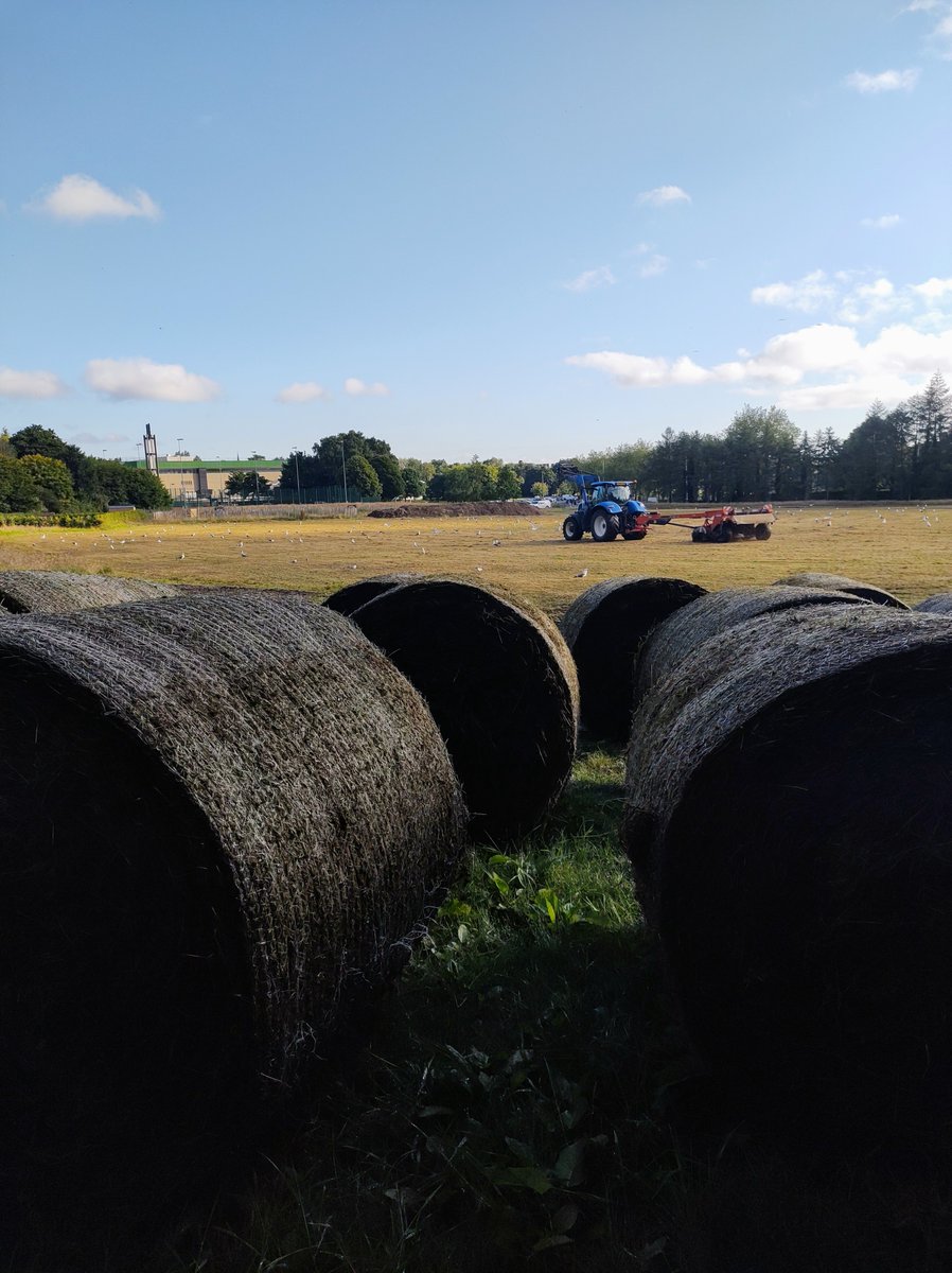 friendsoffield's tweet photo. If you go down to the field today, you're in for a big surprise. As part of the @belfastcc, @QUBelfast #Upsurge_H2020 project, this area is being transformed into a species-rich grassland that can support healthy pop of insects, birds, bats, amphibians and other animals (1/2) https://t.co/8mhPBwQyDS