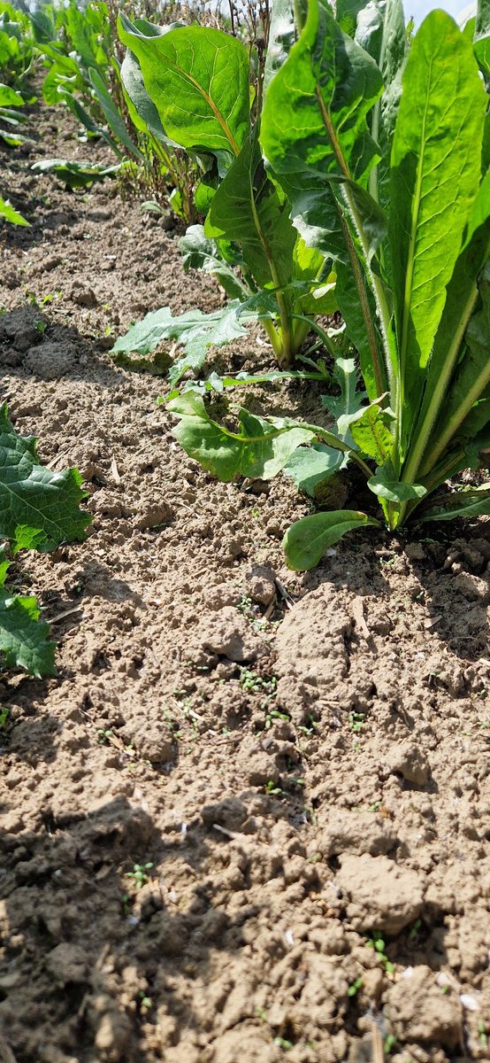 Schrauwen Akkerbouw tweet media