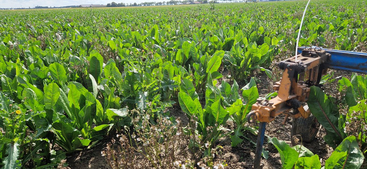 Schrauwen Akkerbouw tweet media