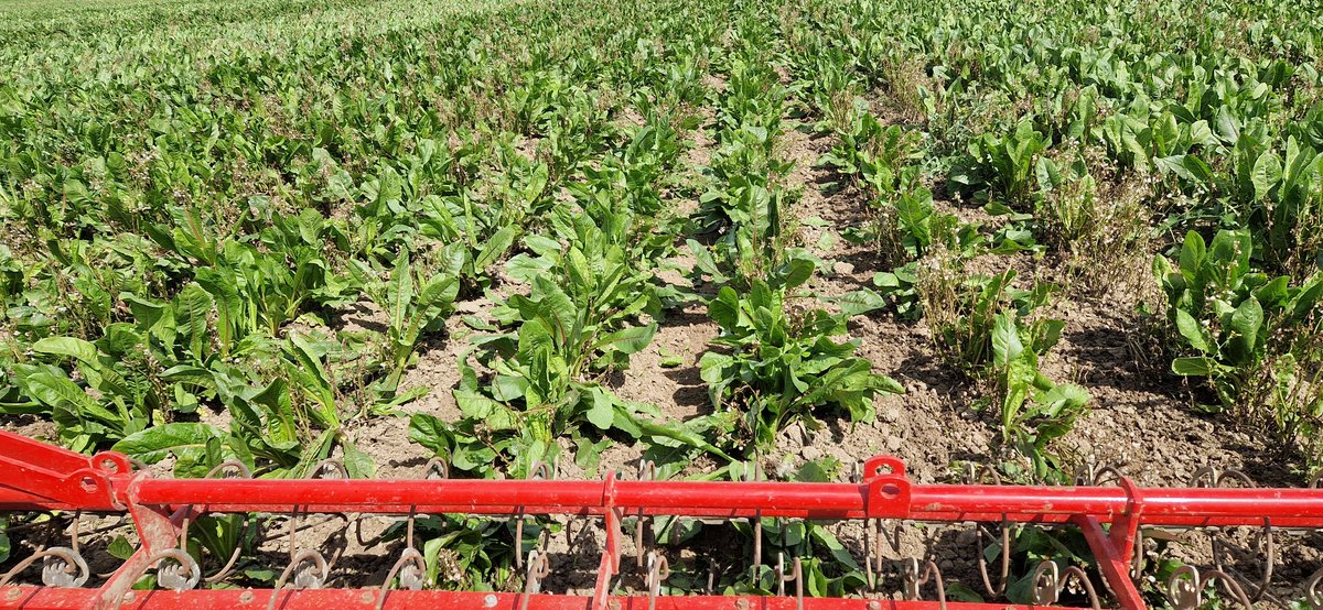 Schrauwen Akkerbouw tweet media