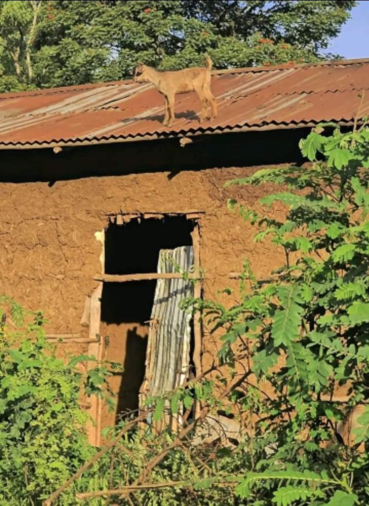 OROMIANIST's tweet photo. @addisstandard In short, Ethiopian state empire is a state of construction and destruction. Period!
#FakePPDevt #OromoVoice #PPMustGo https://t.co/IcohpSQFgO