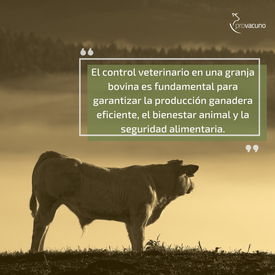 🐂 Es esencial contar con el apoyo y asesoramiento de veterinarios capacitados y profesionales en el campo de la salud animal. Los animales sanos son más productivos y tienen menos riesgo de transmitir enfermedades a otros animales o a los humanos.

#FansDelVacuno