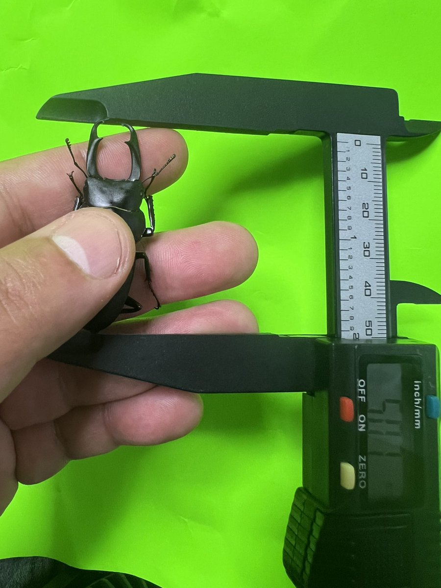 コクワガタ　50.7mm