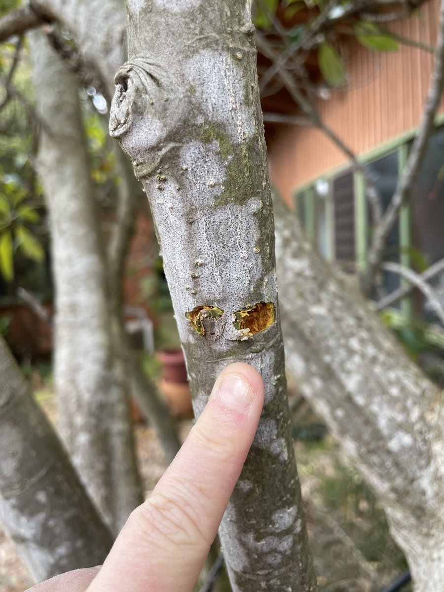 Mammally peeps, who made these toof marks on my mum’s loquat tree? The resident Brushy? Or is someone more exciting lurking about?
We’ve not seen evidence of sap-harvesting before so it’s pretty cool!